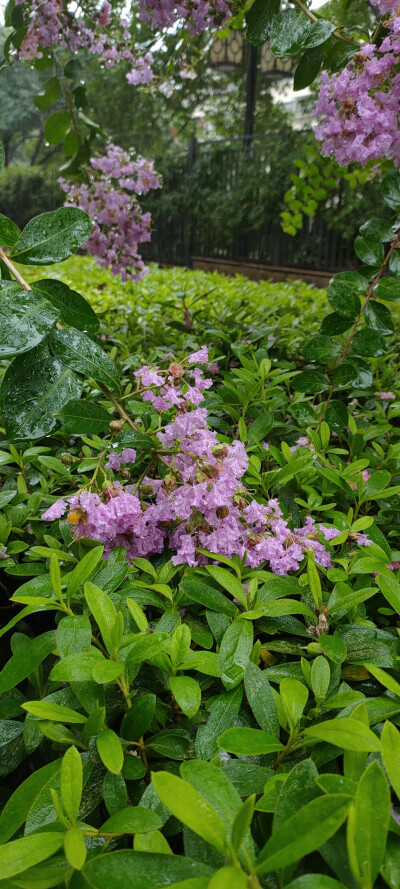 夏日，暴雨，花