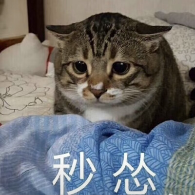 猫咪 表情包