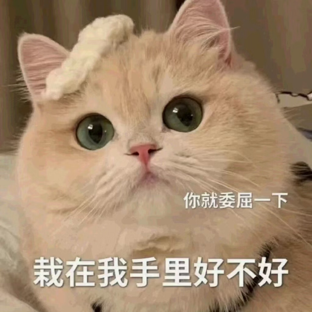 猫咪表情包