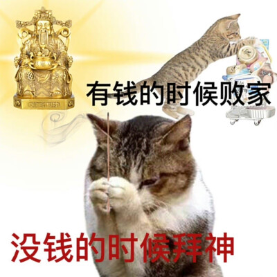 沙雕猫咪表情包