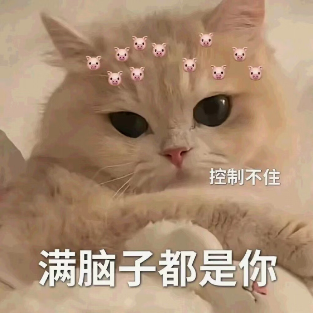 猫咪表情包