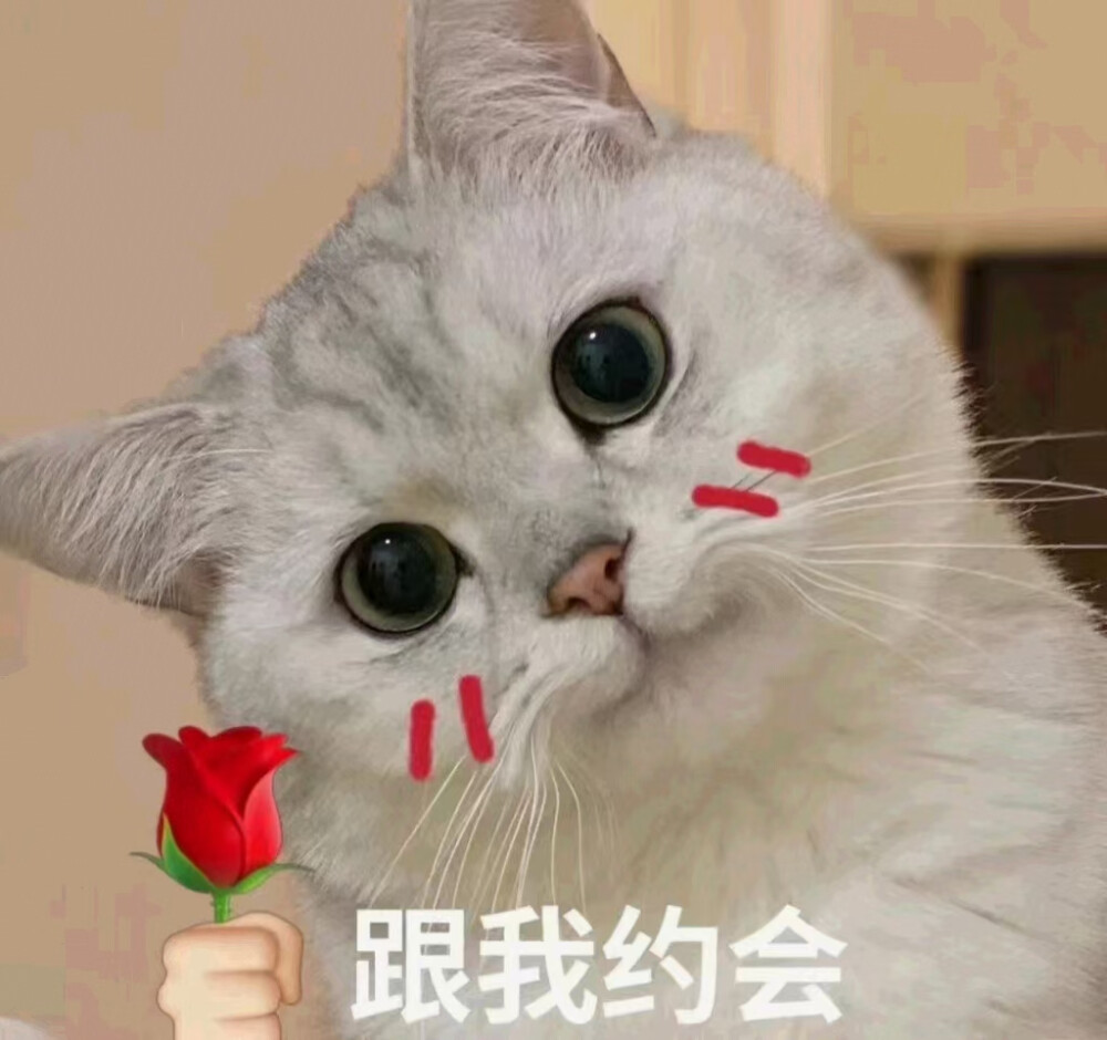 猫咪表情包