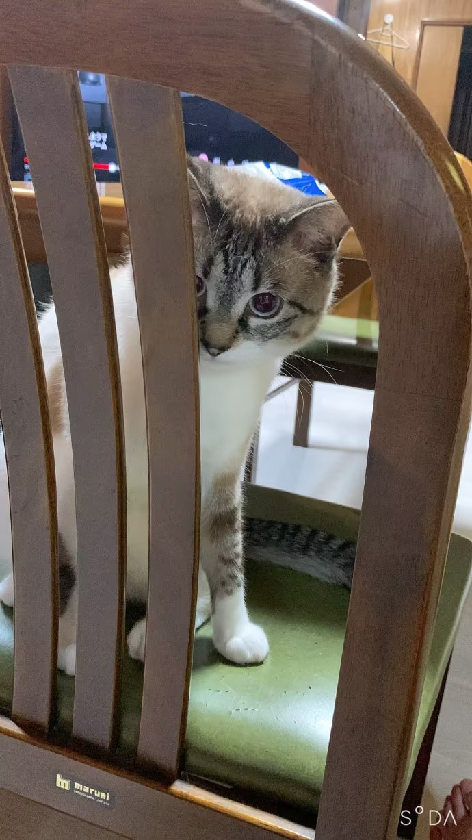 看着你 ˄•̥-•̥ ˄ 