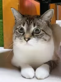 看着你 ˄•̥-•̥ ˄ 