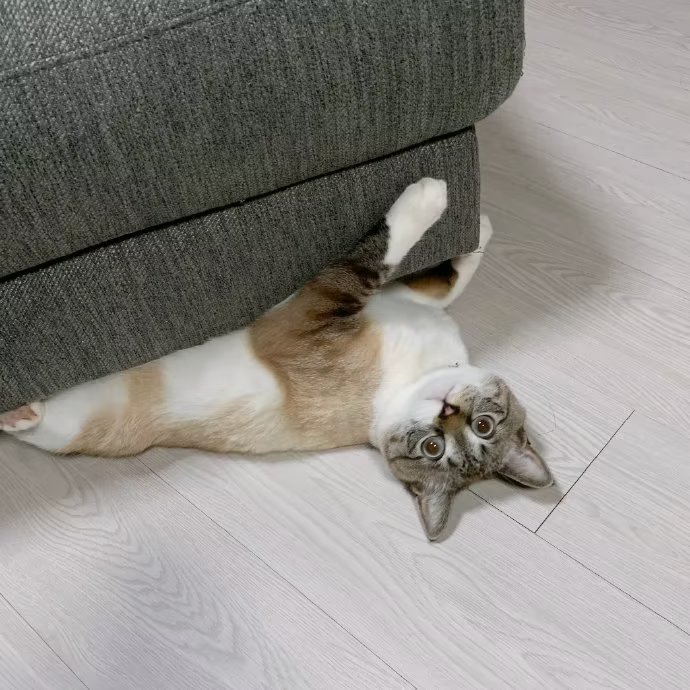 看着你 ˄•̥-•̥ ˄ 