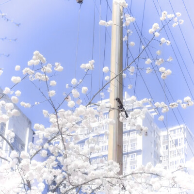 鞠婧祎
风花雪月……还有美女