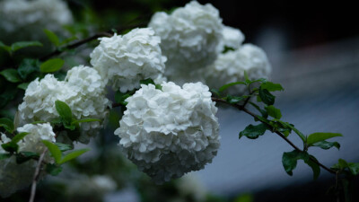 为何惋惜光阴短暂，责云不解风情。曾执手花前月下，谈古论今拾趣连环，也曾暗借鸳鸯戏水，十里相送。又怎知心有苦衷，不惹情愫。