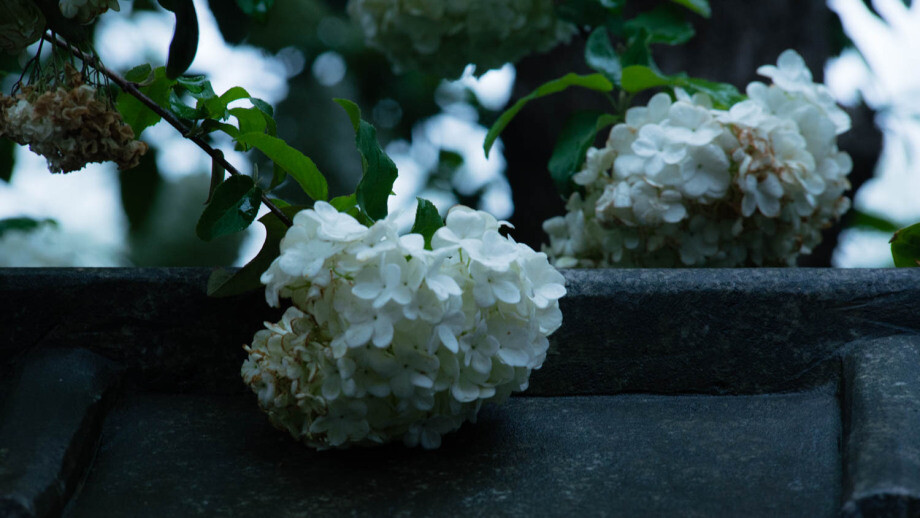 为何惋惜光阴短暂，责云不解风情。曾执手花前月下，谈古论今拾趣连环，也曾暗借鸳鸯戏水，十里相送。又怎知心有苦衷，不惹情愫。