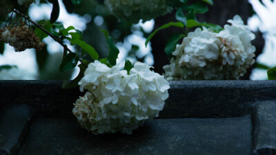 为何惋惜光阴短暂，责云不解风情。曾执手花前月下，谈古论今拾趣连环，也曾暗借鸳鸯戏水，十里相送。又怎知心有苦衷，不惹情愫。