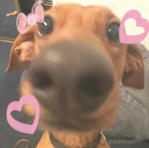 小狗小猫