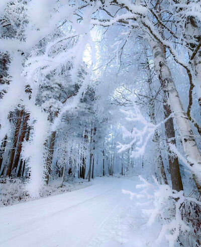 雪景