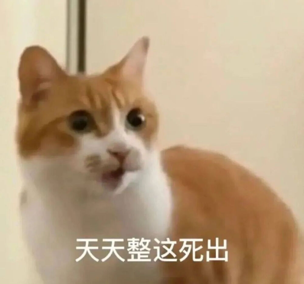 猫猫表情包