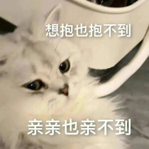 猫猫表情包