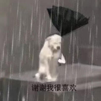 雨