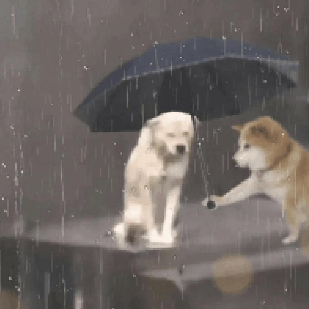 雨