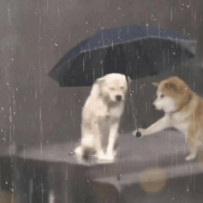 雨