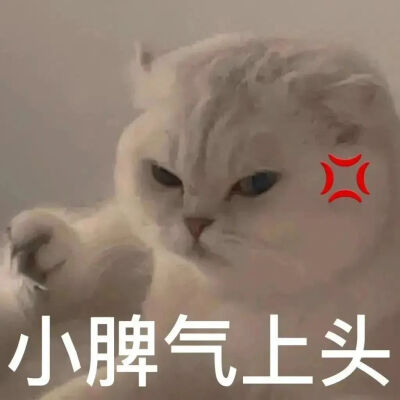 猫猫表情包