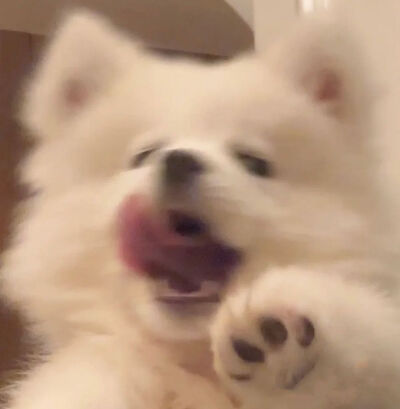 小狗头像