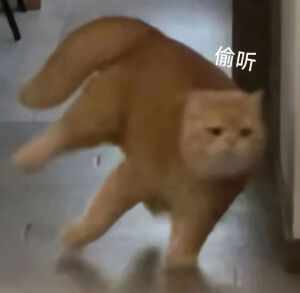 猫猫表情包