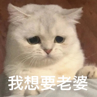 猫咪撩人表情包