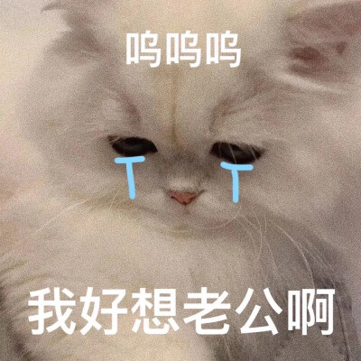 猫咪撩人表情包