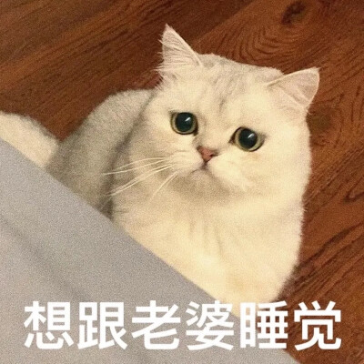 猫咪撩人表情包