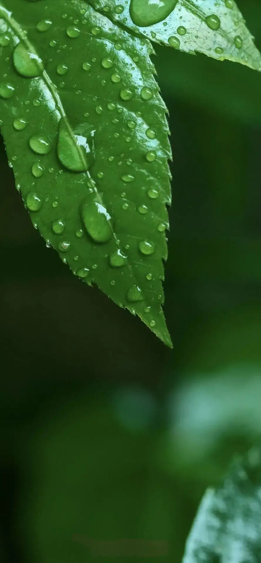 花团锦簇