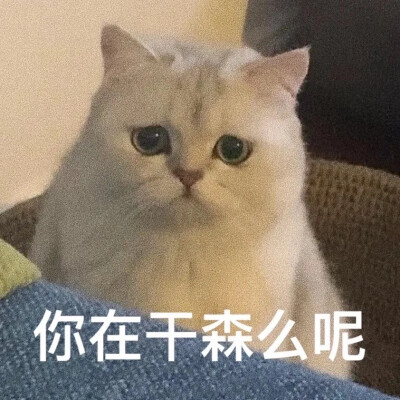 猫咪撩人表情包