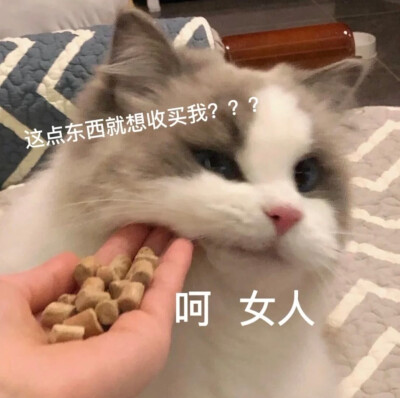 萌宠表情包:D