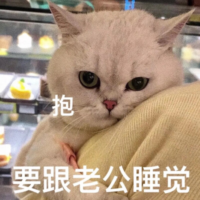 猫咪撩人表情包