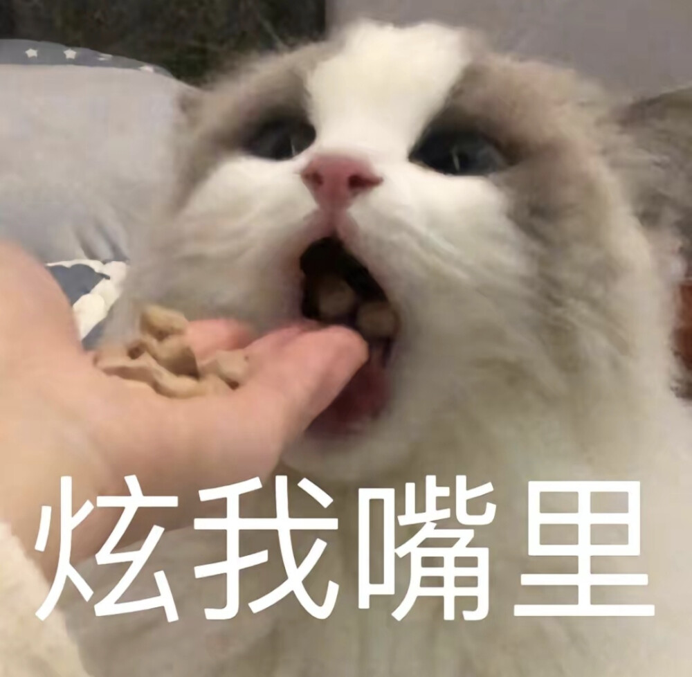 猫猫喵喵～可爱表情包