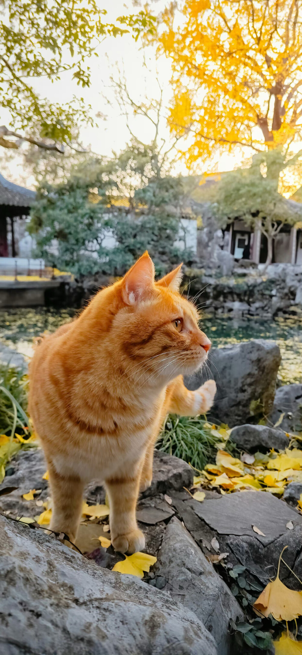 猫咪壁纸