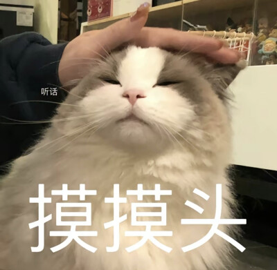 猫猫喵喵～可爱表情包