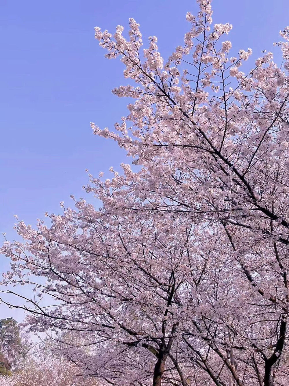 春天 樱花