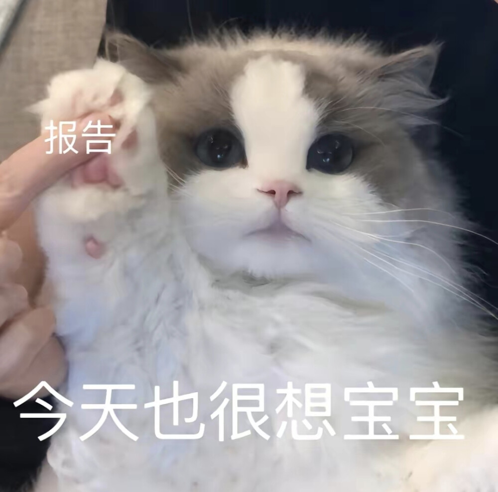 猫猫喵喵～可爱表情包