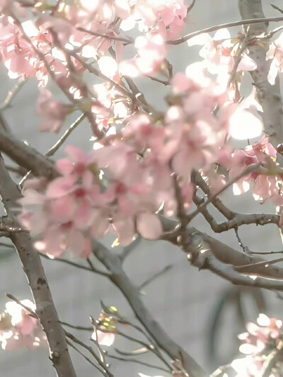 早晨七点刚出炉的樱桃舒芙蕾 糖果罐里，水果糖糖纸上写的小诗