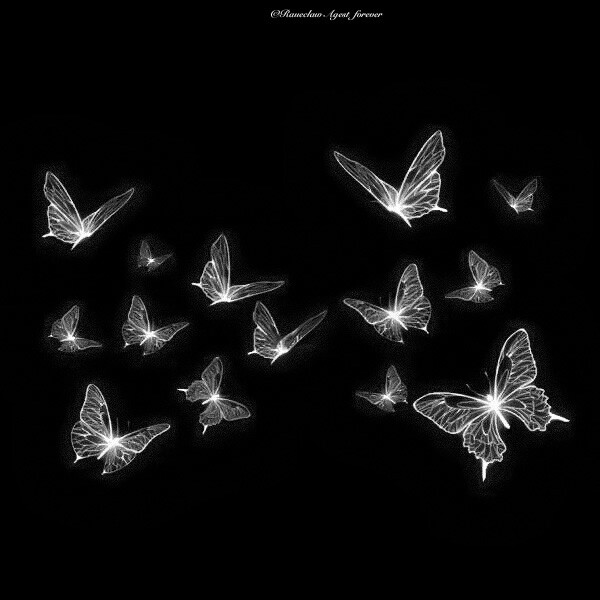 -Butterfly-
·From楚斯泽·