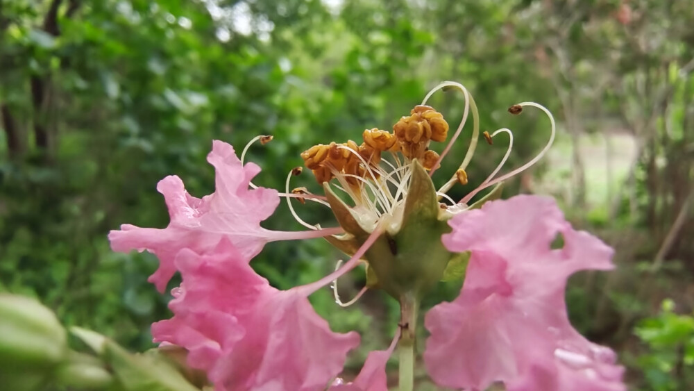 谁道花无红十日，紫薇长放半年花。紫薇花最久，烂熳十旬期。夏日逾秋序，新花续故枝。紫薇花绽放在夏日的清晨，在微风中轻盈舞动，散发出淡淡的花香。雨中过后的紫薇花，朵朵垂蜷不失艳丽。花的颜色红粉白，色泽分明且靓丽。应了那句话，盛夏绿遮眼，此花红满堂。