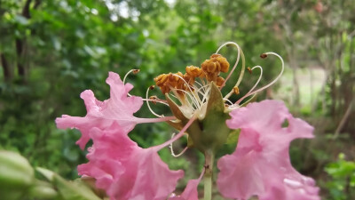 谁道花无红十日，紫薇长放半年花。紫薇花最久，烂熳十旬期。夏日逾秋序，新花续故枝。紫薇花绽放在夏日的清晨，在微风中轻盈舞动，散发出淡淡的花香。雨中过后的紫薇花，朵朵垂蜷不失艳丽。花的颜色红粉白，色泽分明…