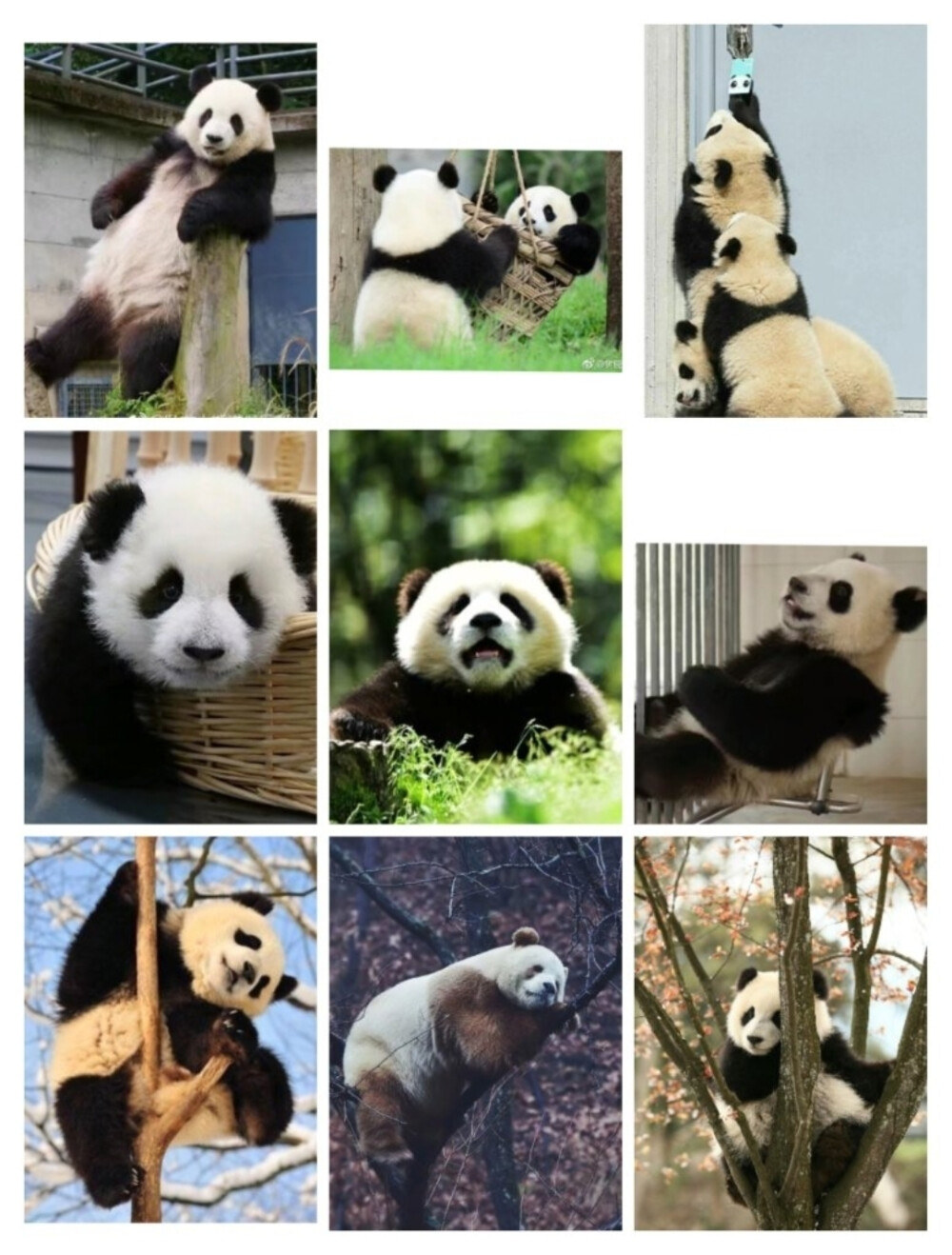 panda