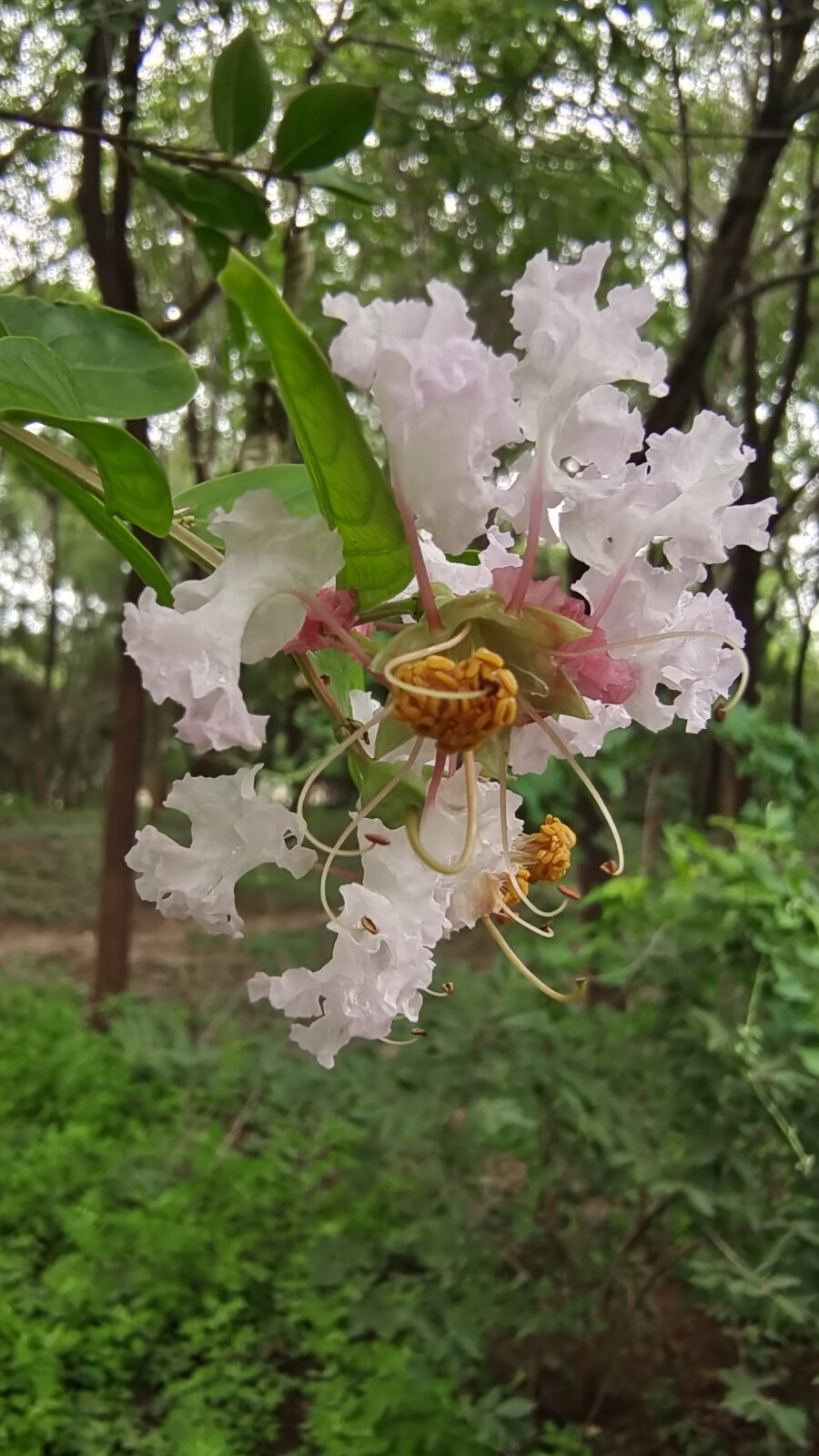 谁道花无红十日，紫薇长放半年花。紫薇花最久，烂熳十旬期。夏日逾秋序，新花续故枝。紫薇花绽放在夏日的清晨，在微风中轻盈舞动，散发出淡淡的花香。雨中过后的紫薇花，朵朵垂蜷不失艳丽。花的颜色红粉白，色泽分明且靓丽。应了那句话，盛夏绿遮眼，此花红满堂。