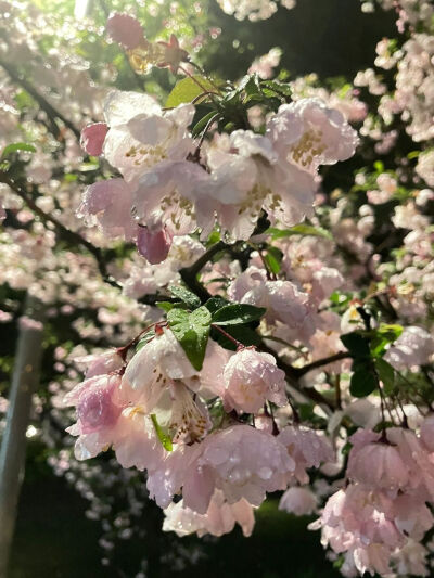 雨中逢花 ​​​