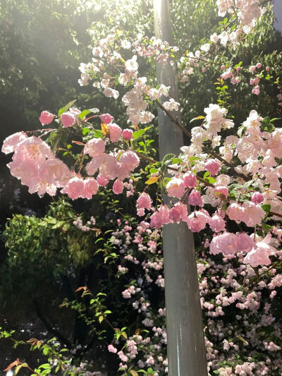 雨中逢花 ​​​