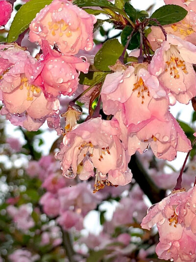 雨中逢花 ​​​