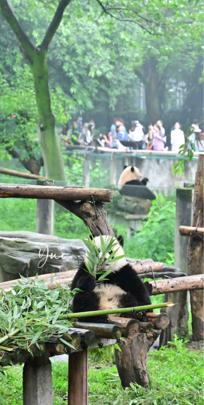 panda