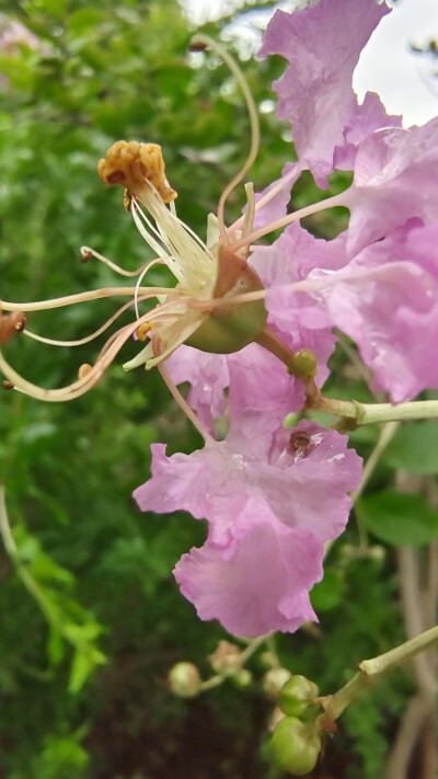 谁道花无红十日，紫薇长放半年花。紫薇花最久，烂熳十旬期。夏日逾秋序，新花续故枝。紫薇花绽放在夏日的清晨，在微风中轻盈舞动，散发出淡淡的花香。雨中过后的紫薇花，朵朵垂蜷不失艳丽。花的颜色红粉白，色泽分明…