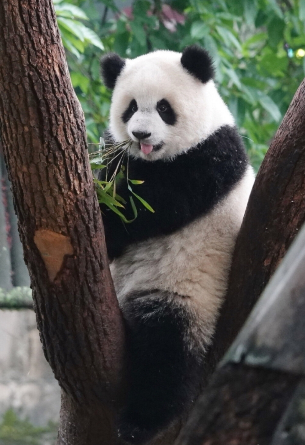 可爱的大熊猫