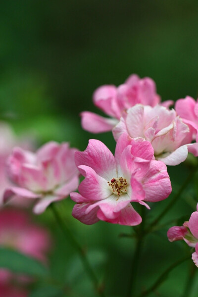 梦依旧，寒声碎，陌上花开寻难归，可懂落花碎？