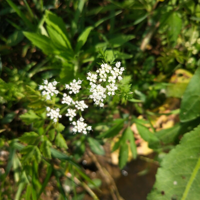 路边的小野花