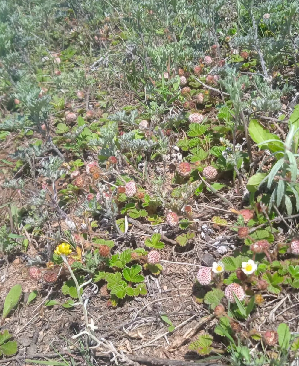 野草莓